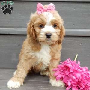 Blossom, Cockapoo Puppy